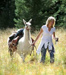 llama trekking in the Sangre de Cristo Mountains